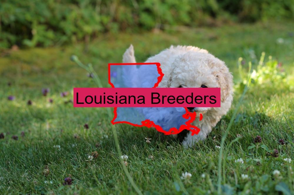 Miniature Poodle