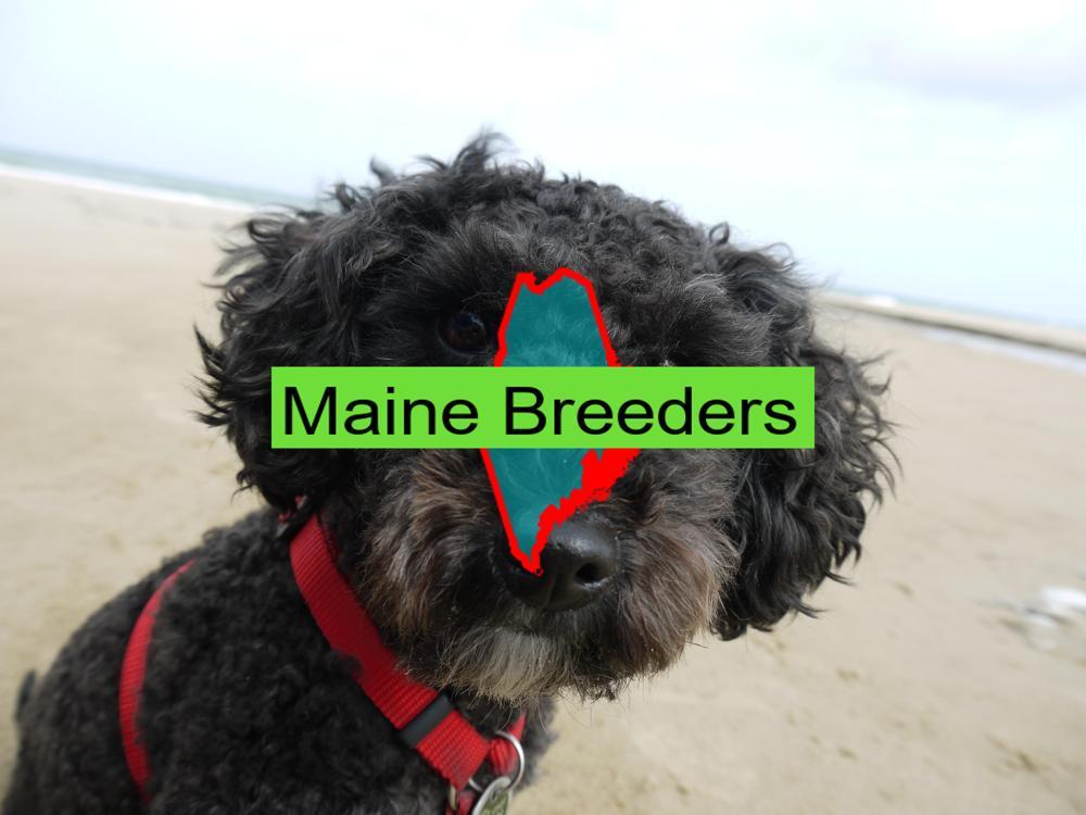 Miniature Poodle