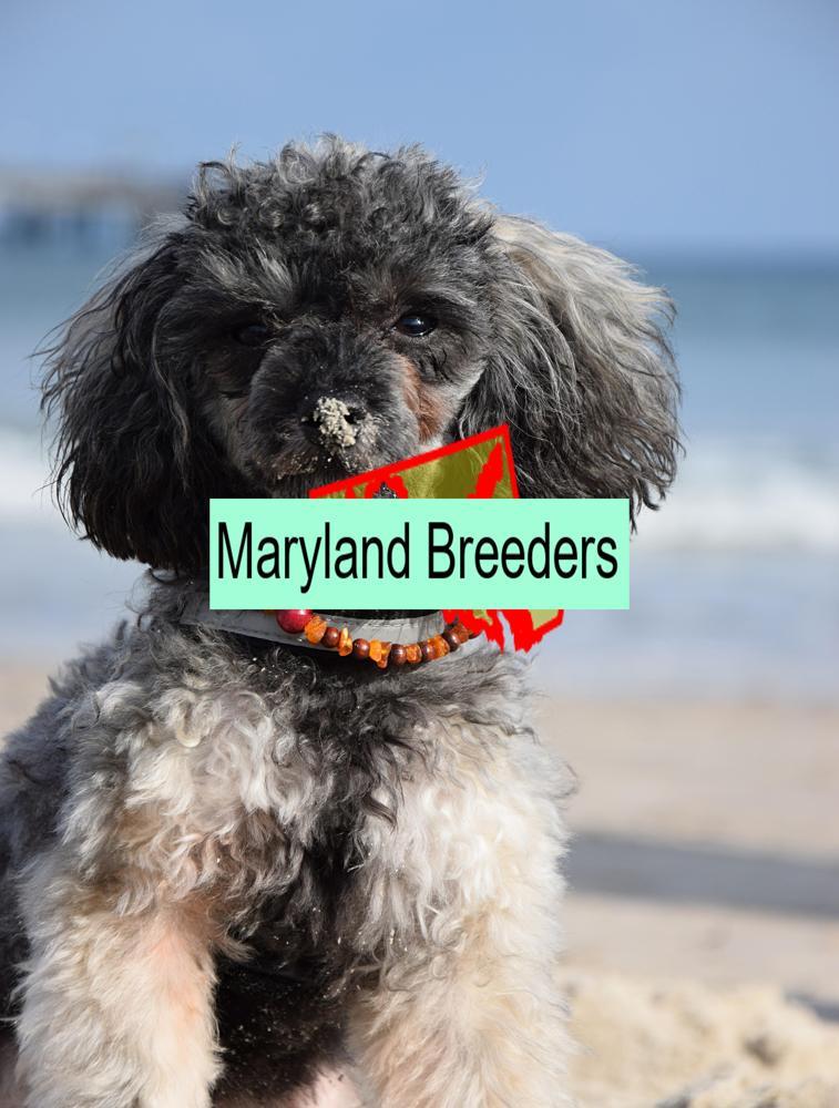 Miniature Poodle
