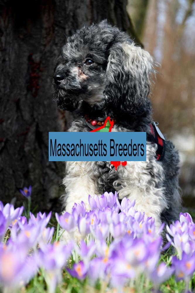Miniature Poodle