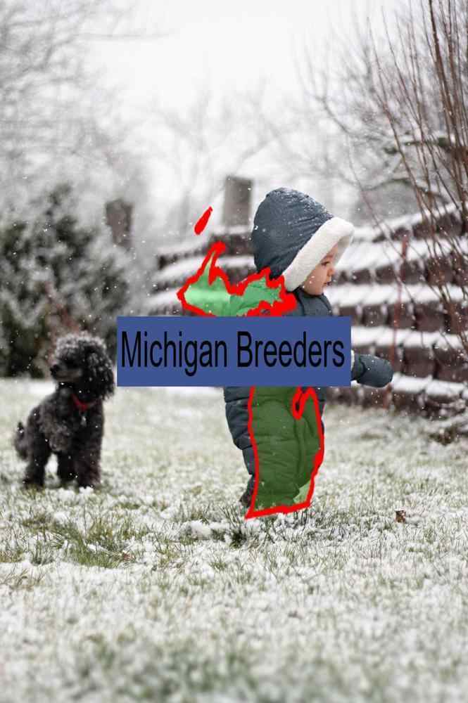 Miniature Poodle