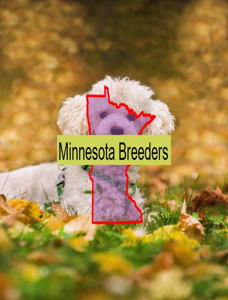 Miniature Poodle