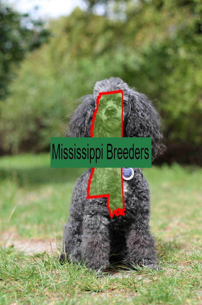 Miniature Poodle