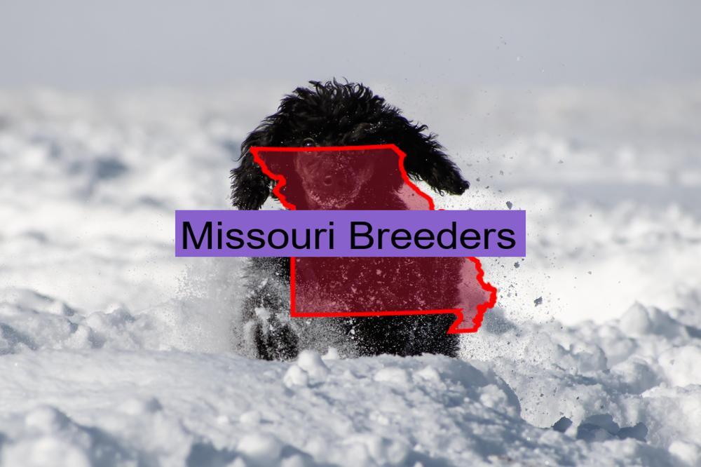 Miniature Poodle