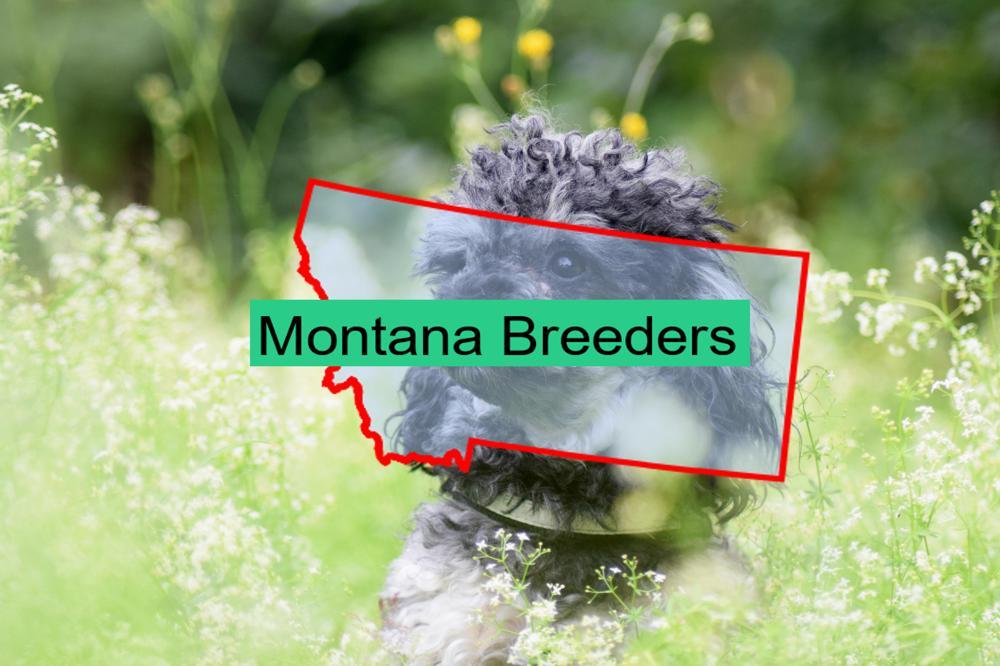 Miniature Poodle