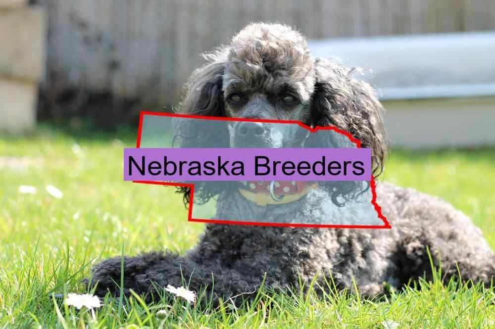 Miniature Poodle