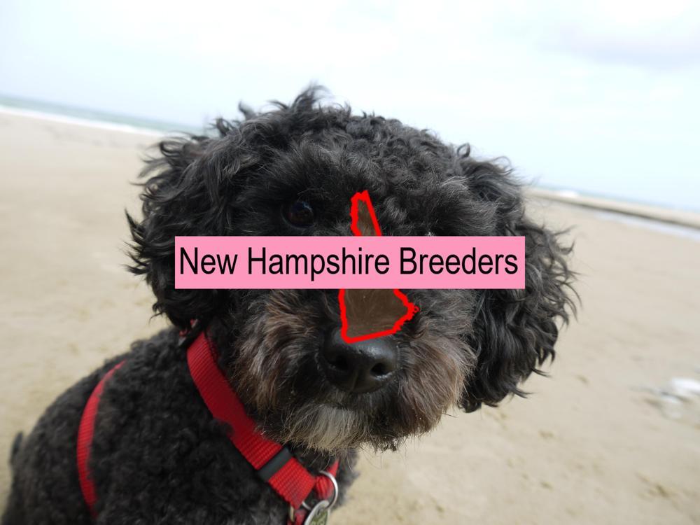 Miniature Poodle