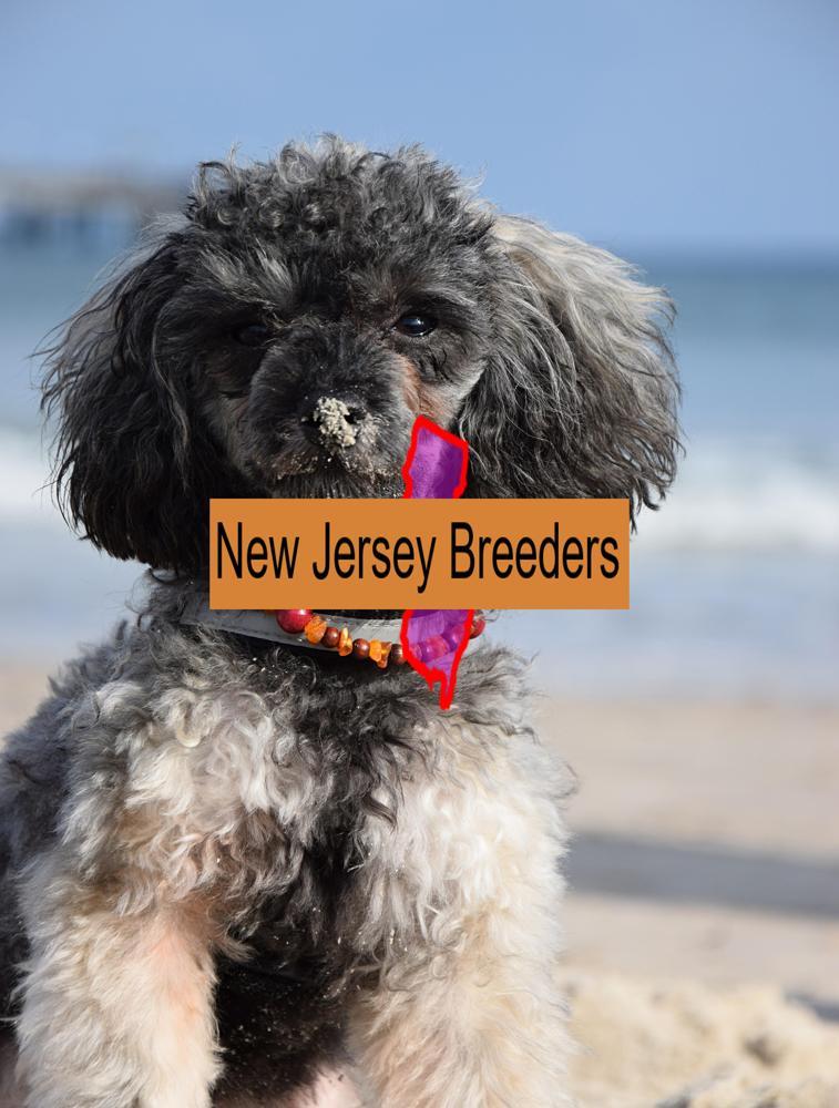 Miniature Poodle