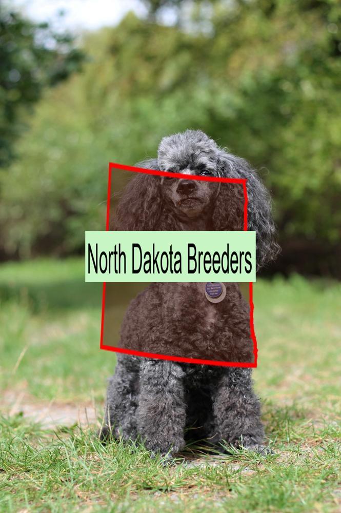 Miniature Poodle