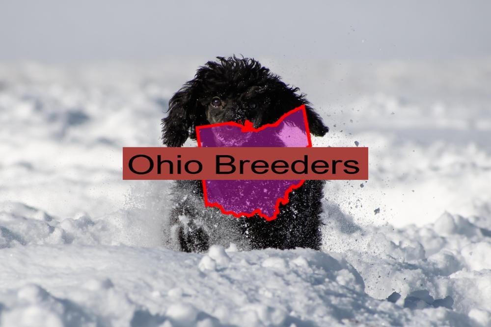 Miniature Poodle