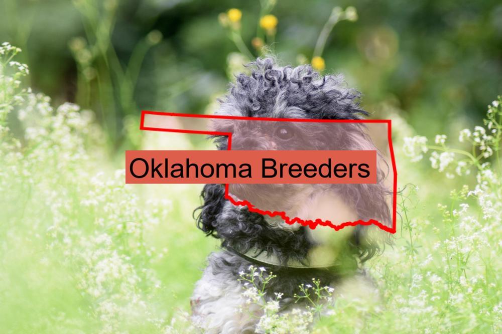 Miniature Poodle