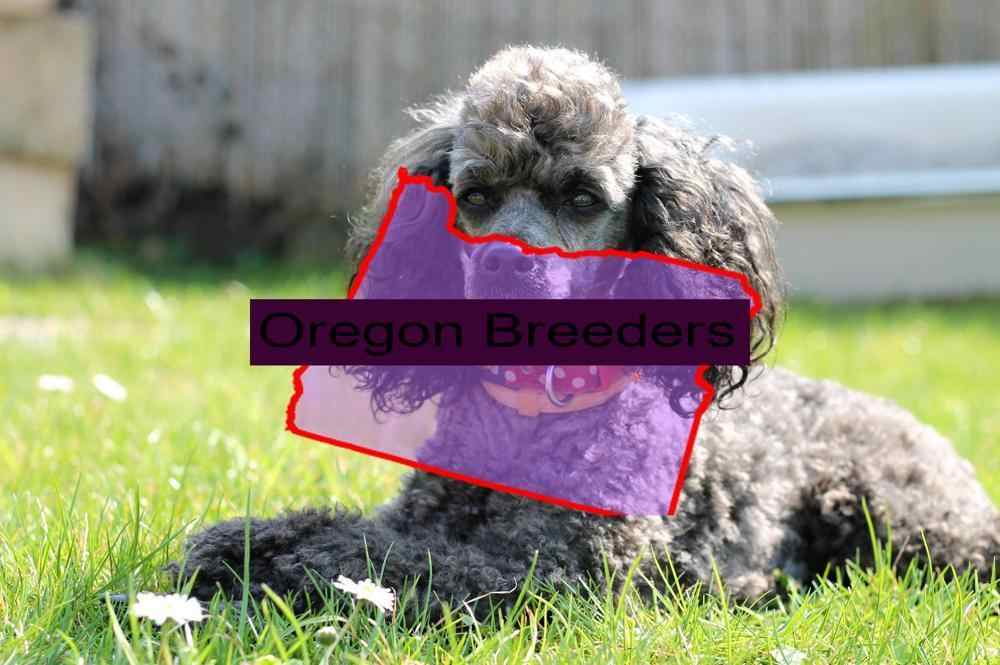 Miniature Poodle