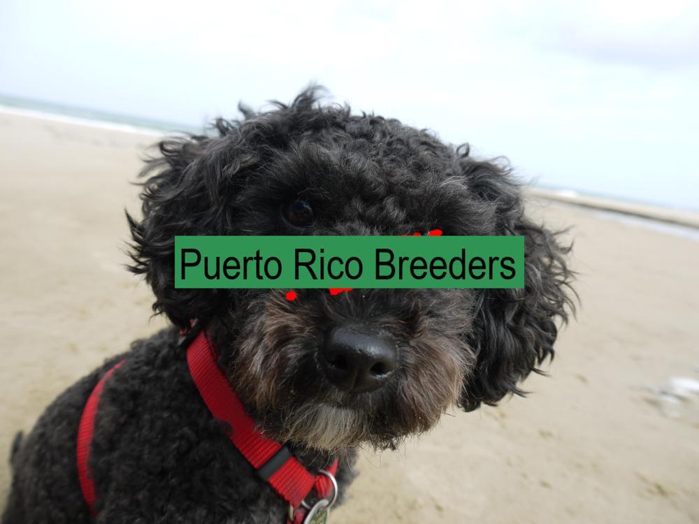 Miniature Poodle