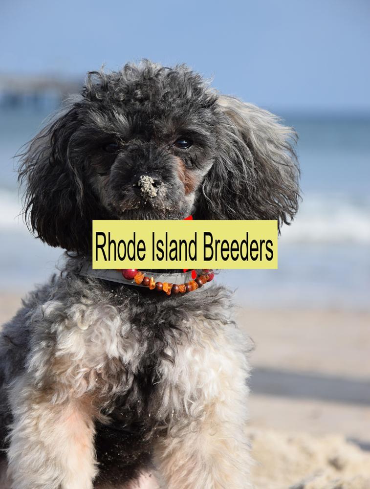 Miniature Poodle