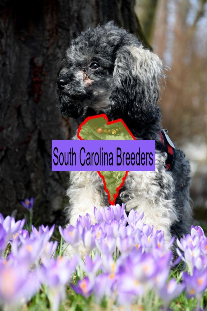 Miniature Poodle
