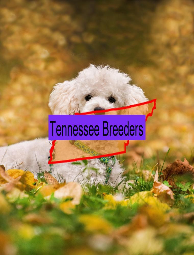 Miniature Poodle
