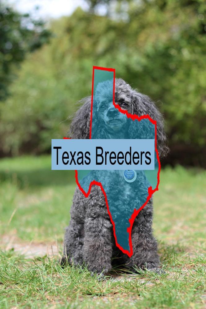 Miniature Poodle