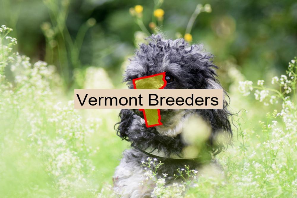 Miniature Poodle