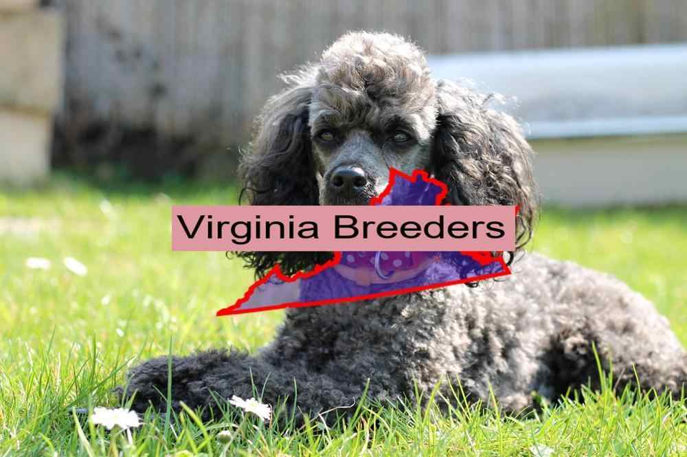Miniature Poodle