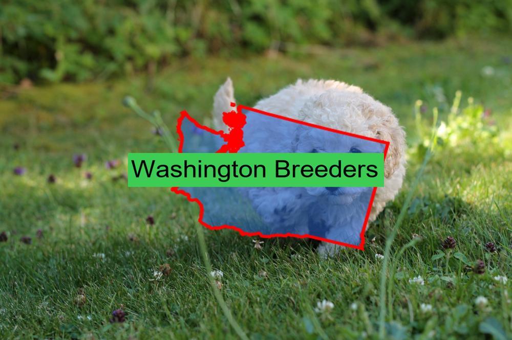 Miniature Poodle