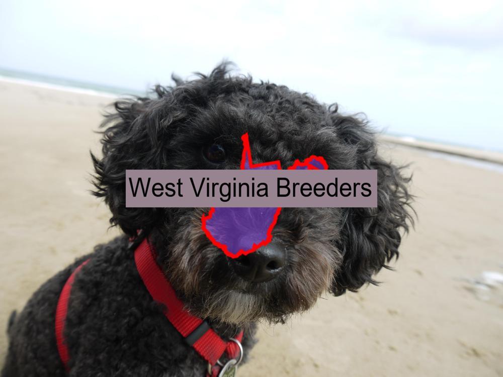 Miniature Poodle