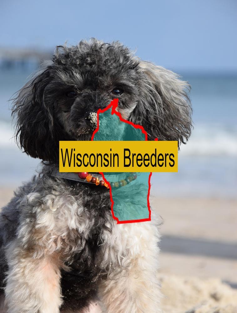Miniature Poodle