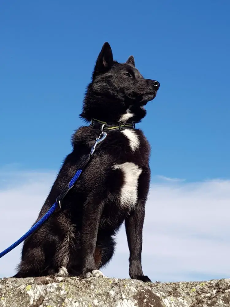 Norwegian Buhund