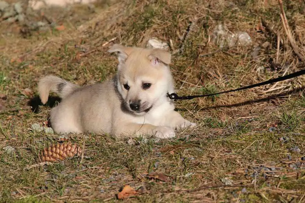 Norwegian Buhund