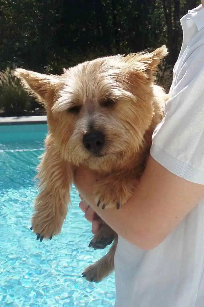 Norwich Terrier