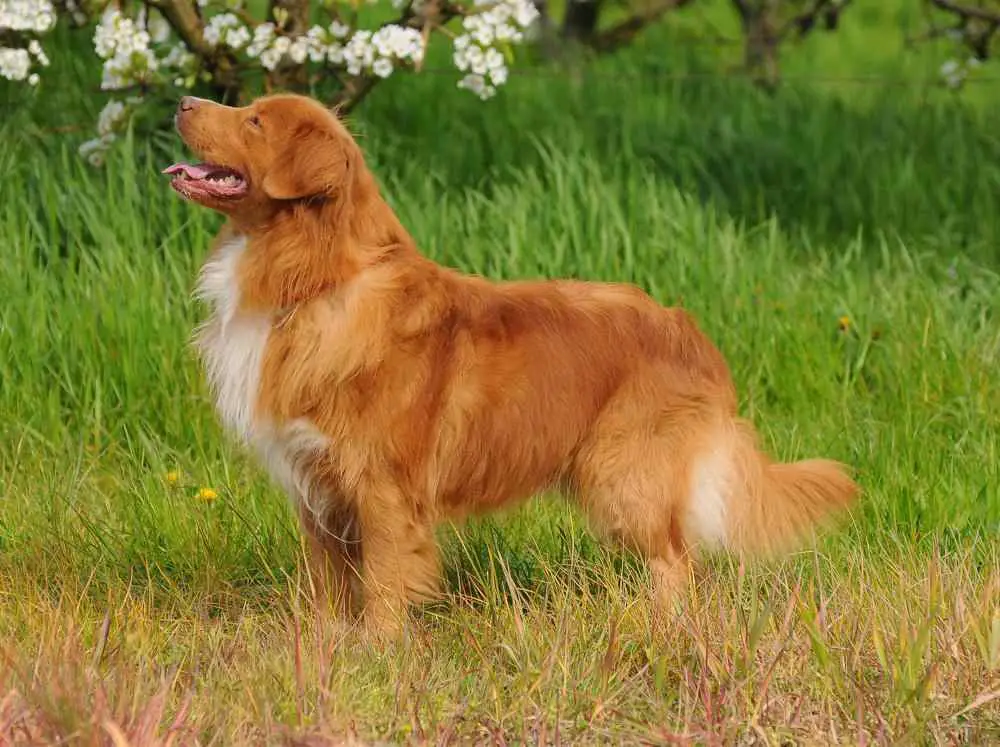 Nova Scotia Duck Tolling Retriever