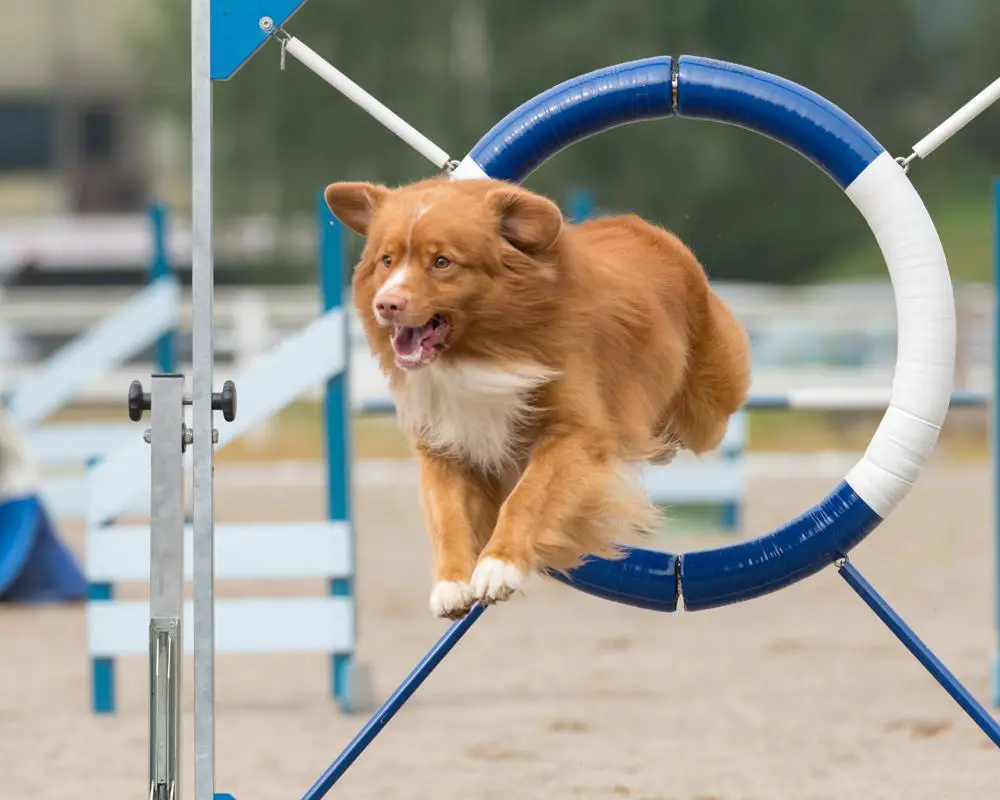 Nova Scotia Duck Tolling Retriever