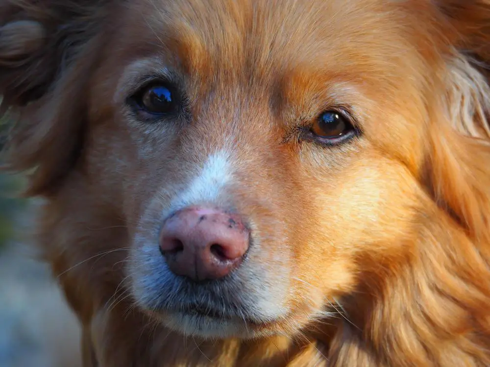 Nova Scotia Duck Tolling Retriever