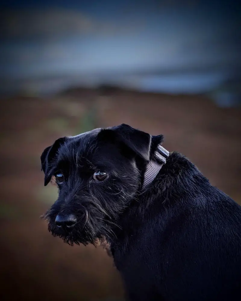 Patterdale Terrier