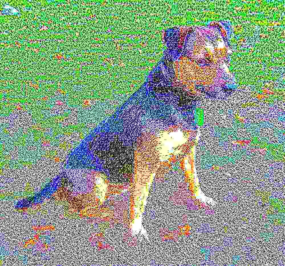 Patterdale Terrier