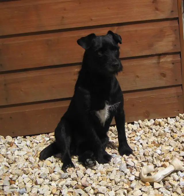 Patterdale Terrier