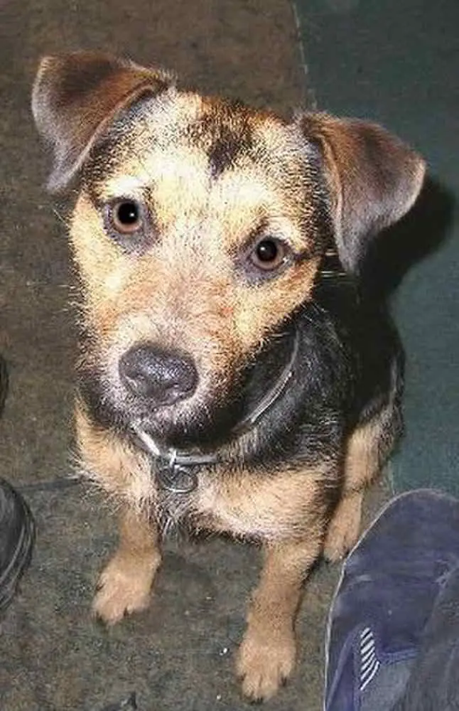 Patterdale Terrier