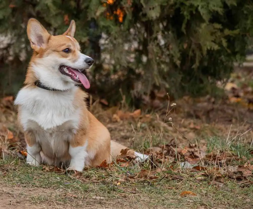 Pembroke Welsh Corgi