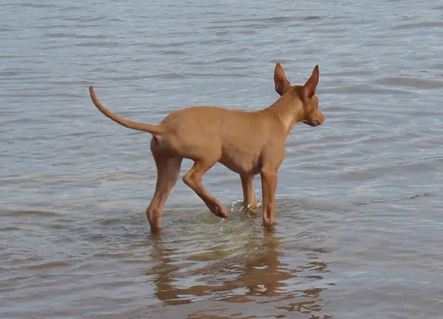 Pharaoh Hound