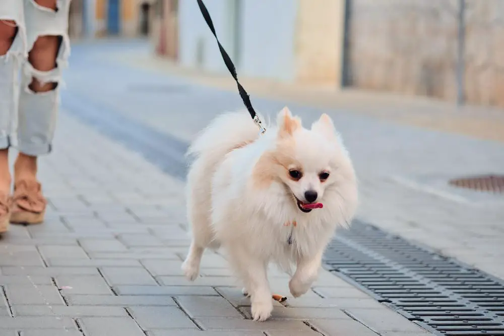 Pomeranian