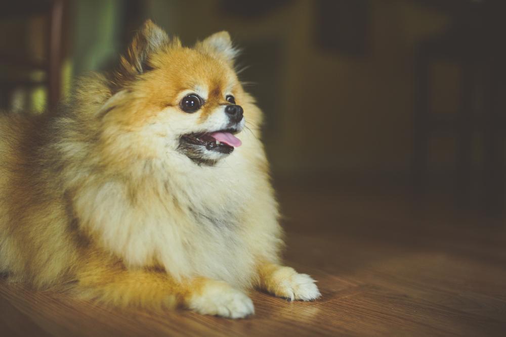 Pomeranian