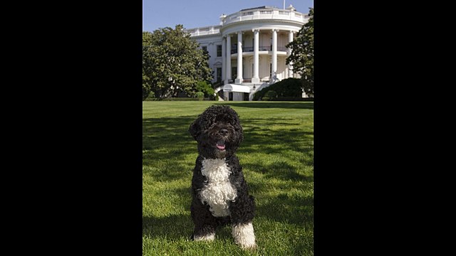 Portuguese Water Dog