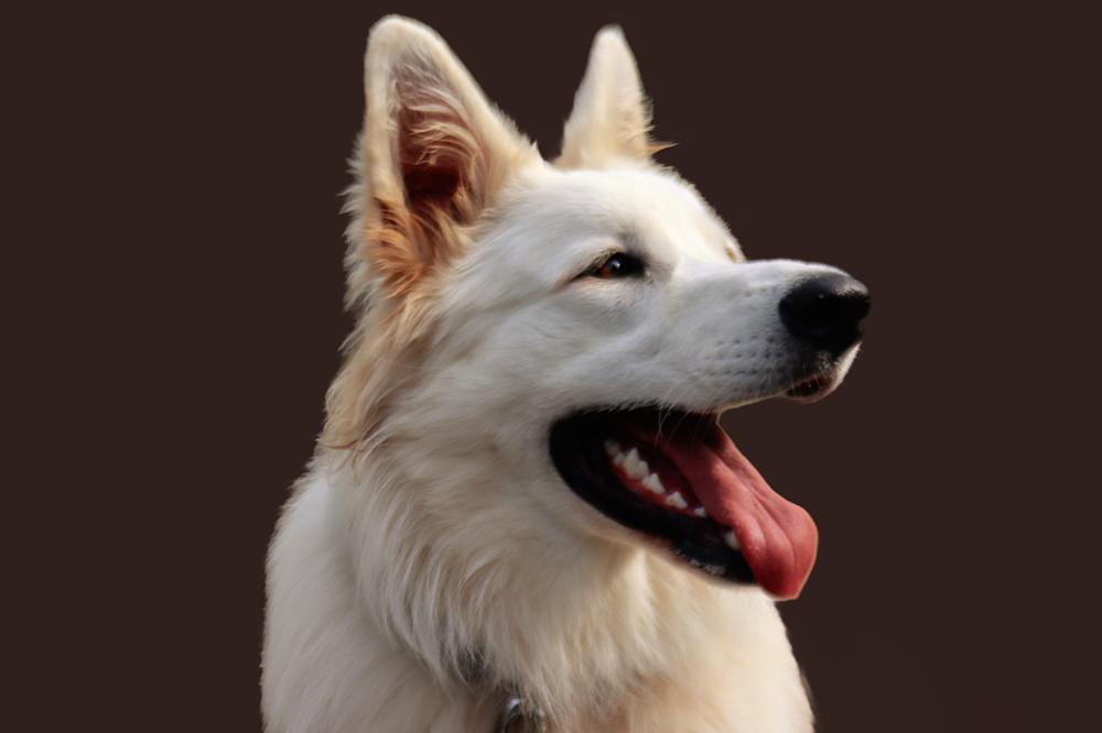 Berger Blanc Suisse