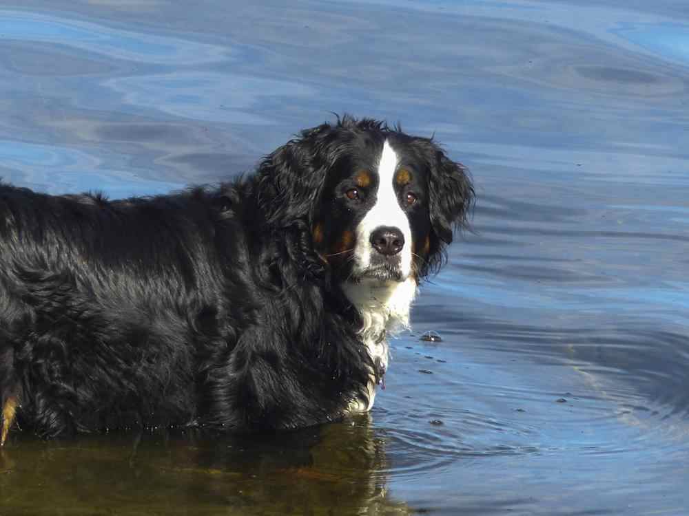 Bernese Water Dog