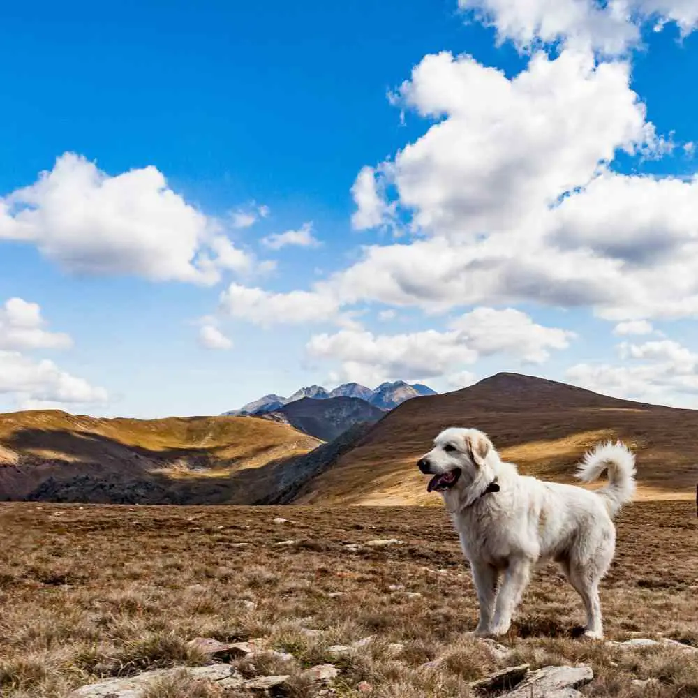 Pyrenean Mastiff