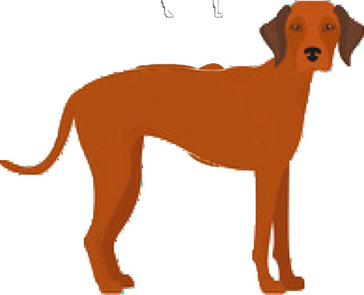 Redbone Coonhound Facts You Should Know (with Pictures).