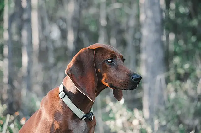 Redbone Coonhound