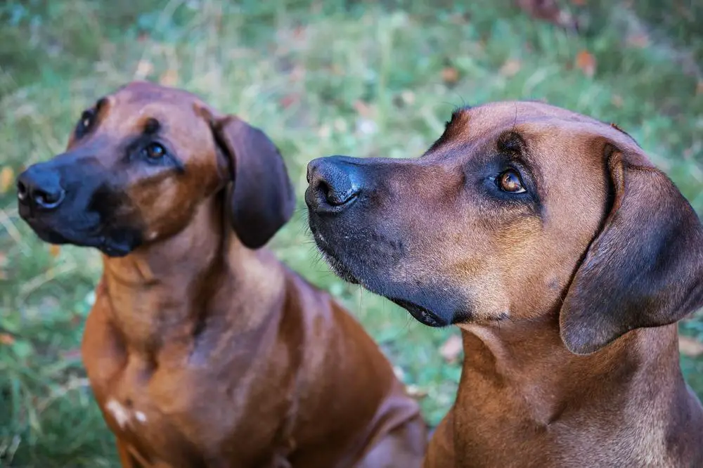 Rhodesian Ridgeback