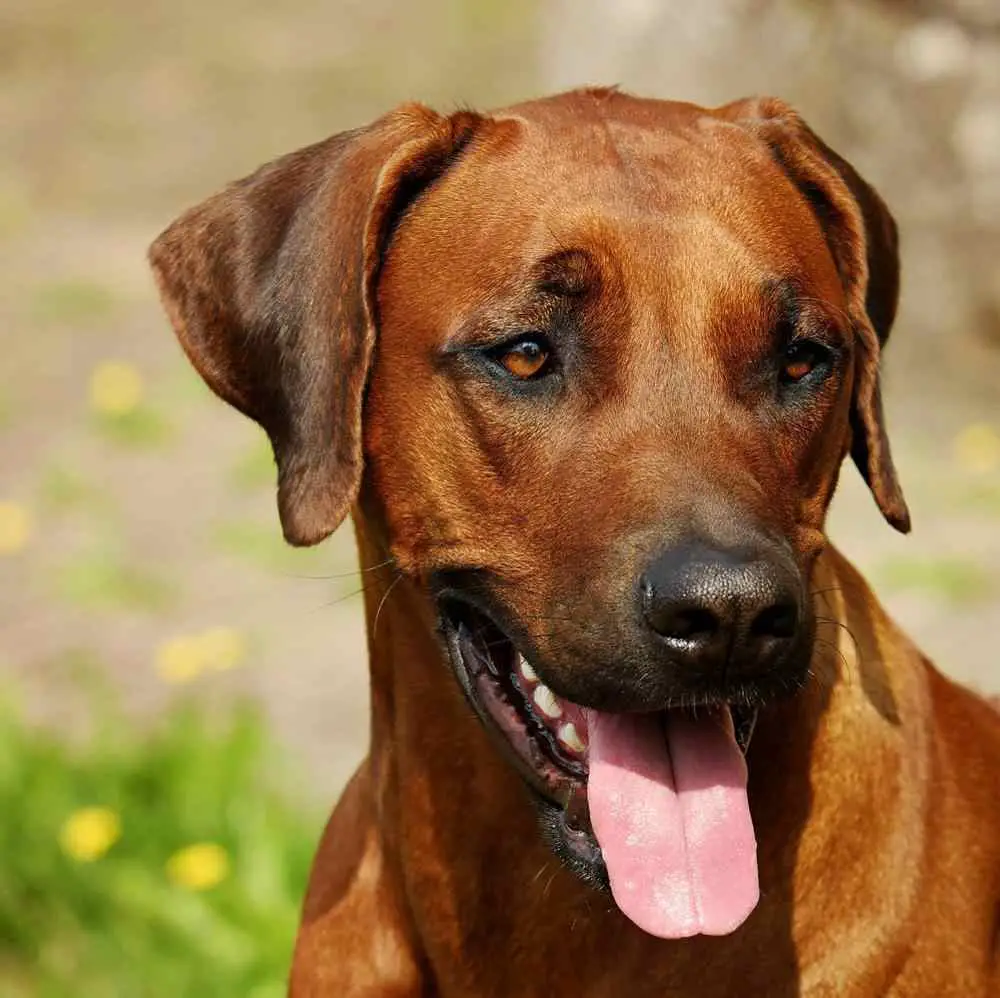 Rhodesian Ridgeback