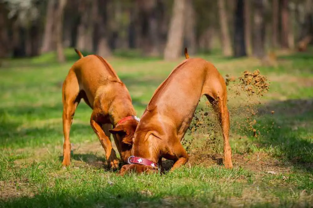 Rhodesian Ridgeback