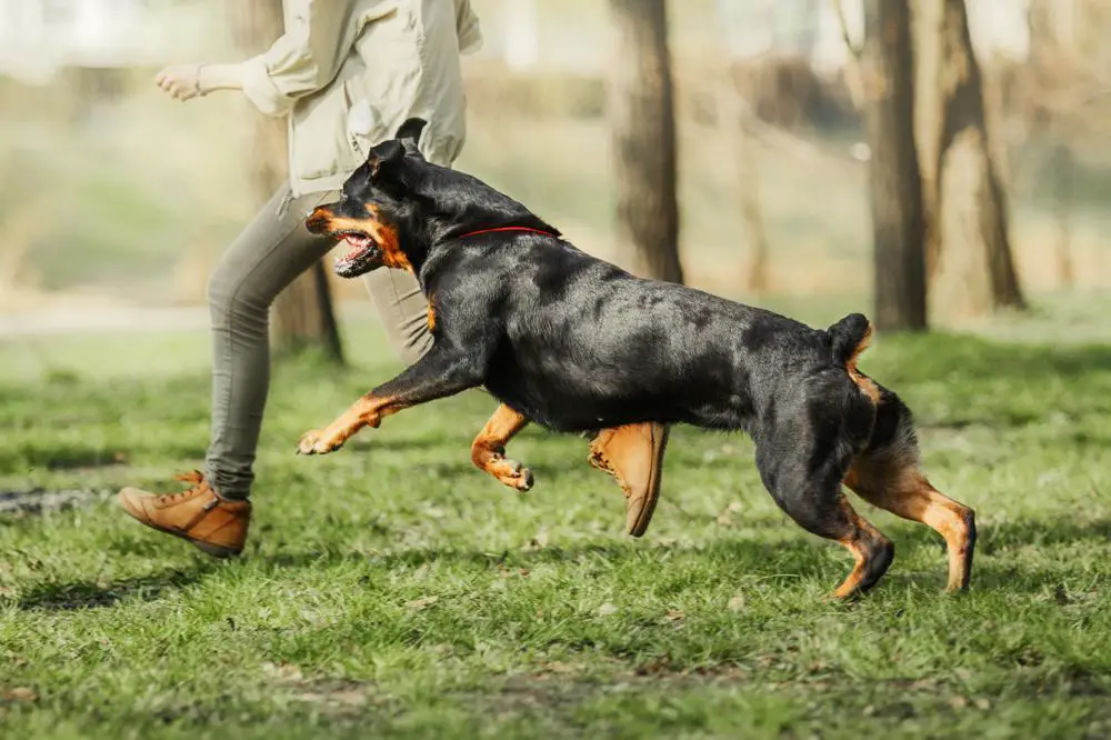 Rottweiler